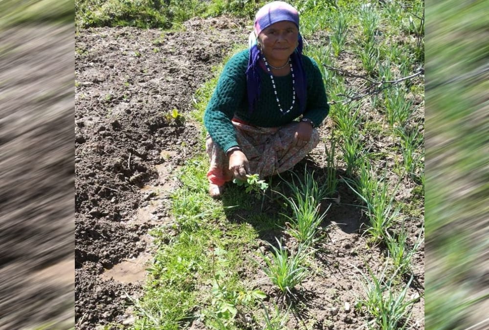 Women earning from Rose farming business in uttarakhand chamoli