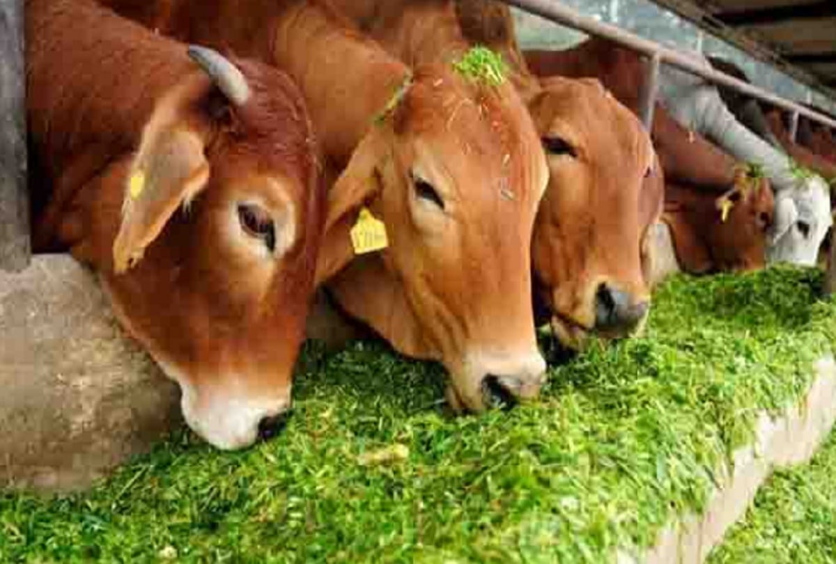 Meerut, price of cows in western UP has been halfway and has been exposed in report