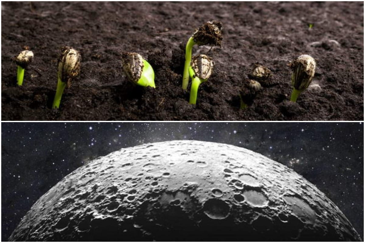 the seeds of cotton sown on the moon sprout