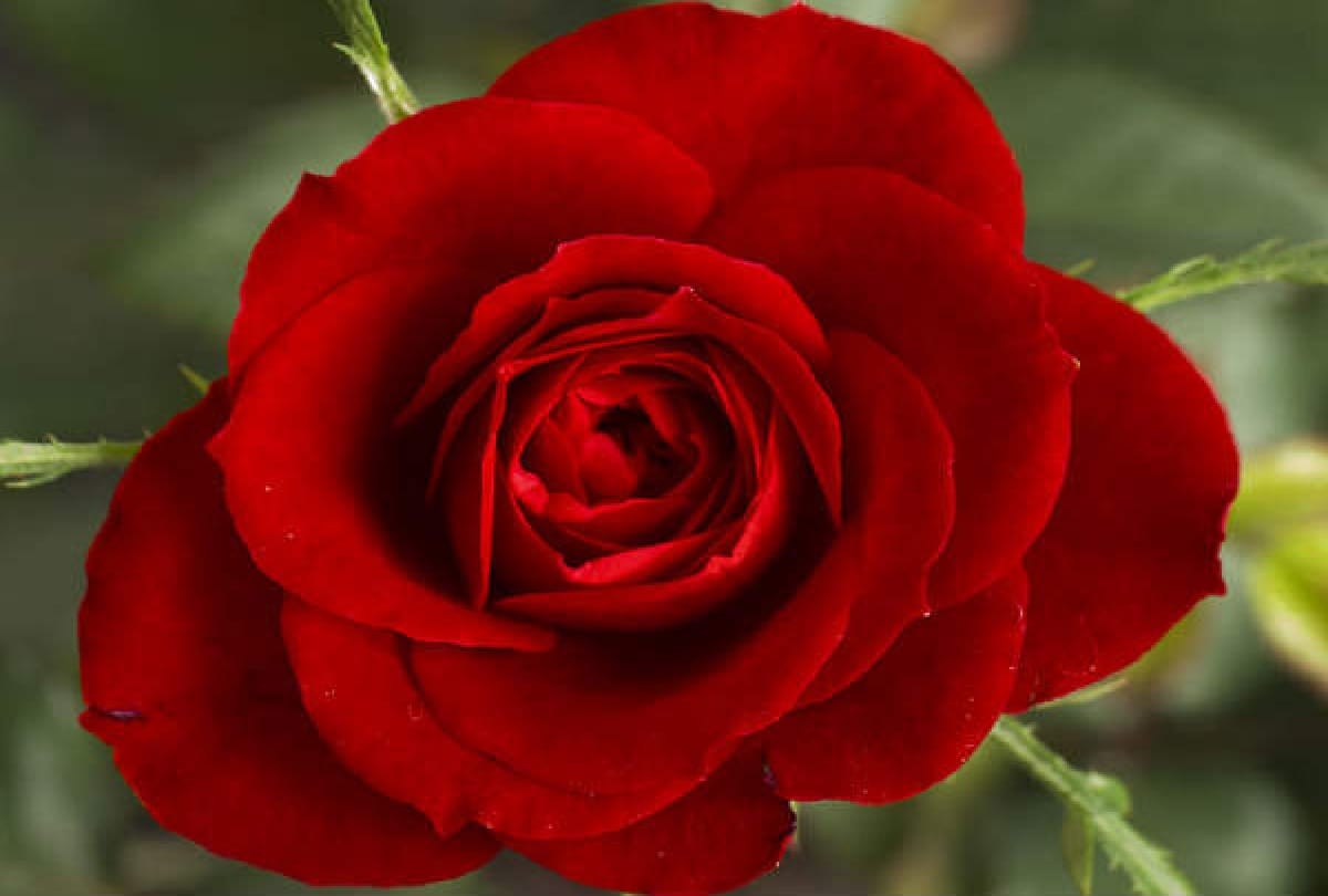 vastu says red colour has this deep impact in your daily life