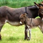 donkey milk soaps being sold at women of india organic festival in chandigarh