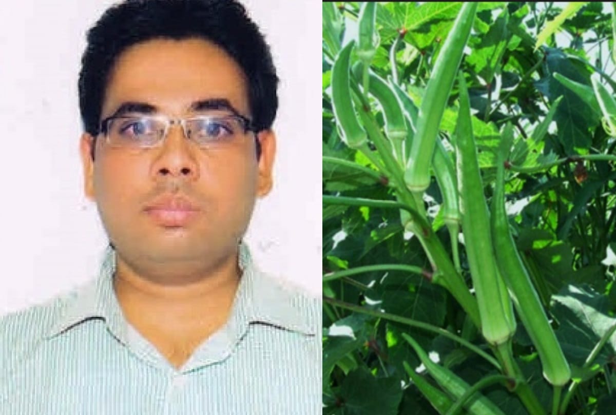 Uttar Pradesh: CCSU will make Bhindi Crop disease free by research work