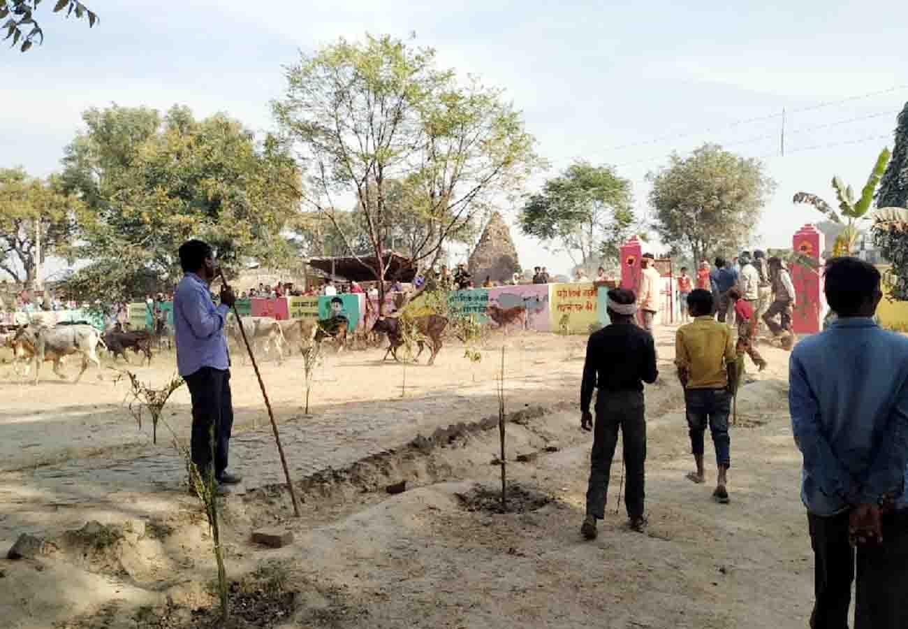 cattle problem in auraiya uttar pradesh