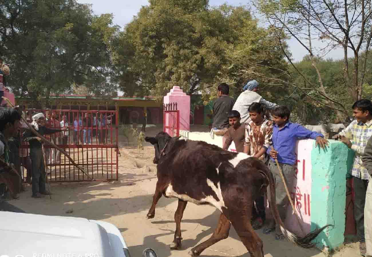 cattle problem in auraiya uttar pradesh