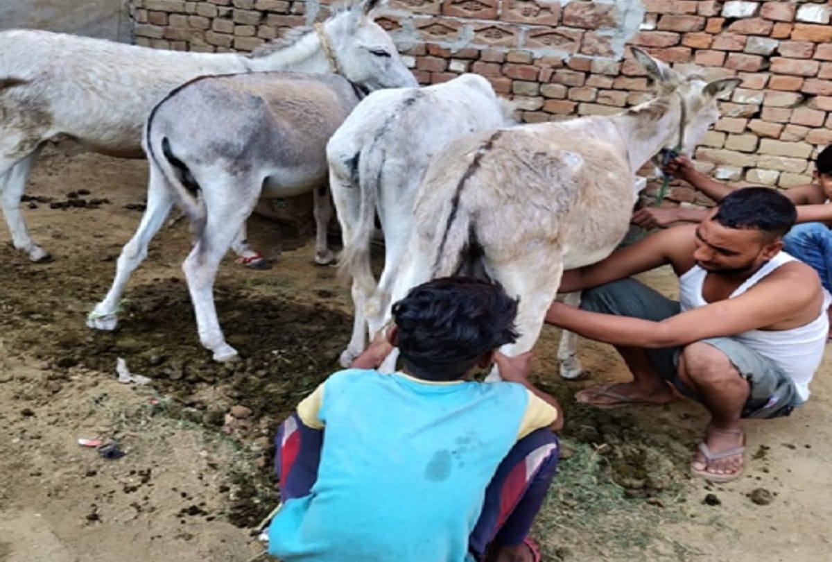 people started using donkey milk for health and beauty related treatment, cost 7k per litre