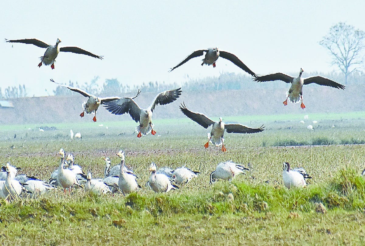 After 33 years on NGT's instructions, the the Hastinapur Sanctuary boundry will be decided