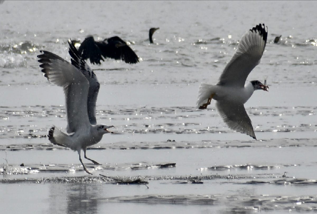 Hastinapur sanctuary meerut, foreign birds of euphoria came in ganga ghat home, see photos