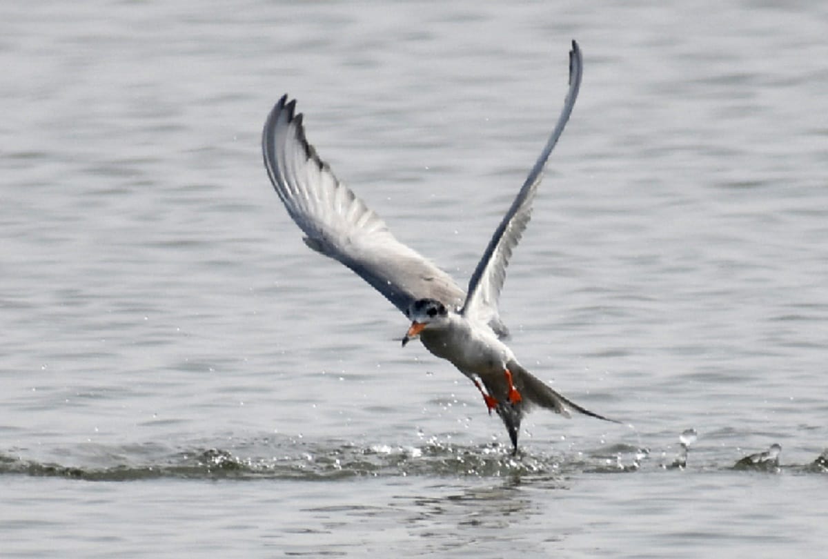 Hastinapur sanctuary meerut, foreign birds of euphoria came in ganga ghat home, see photos
