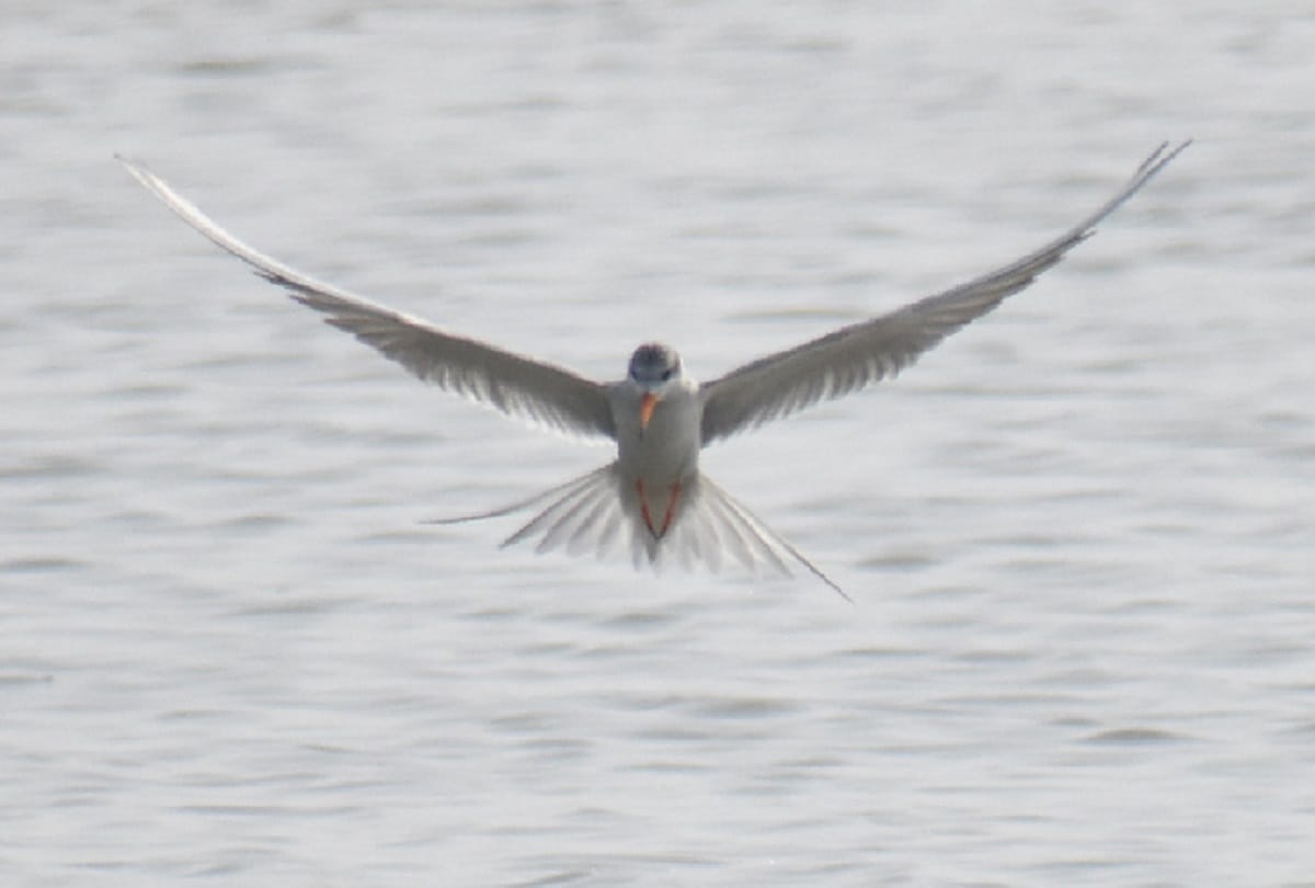 Hastinapur sanctuary meerut, foreign birds of euphoria came in ganga ghat home, see photos
