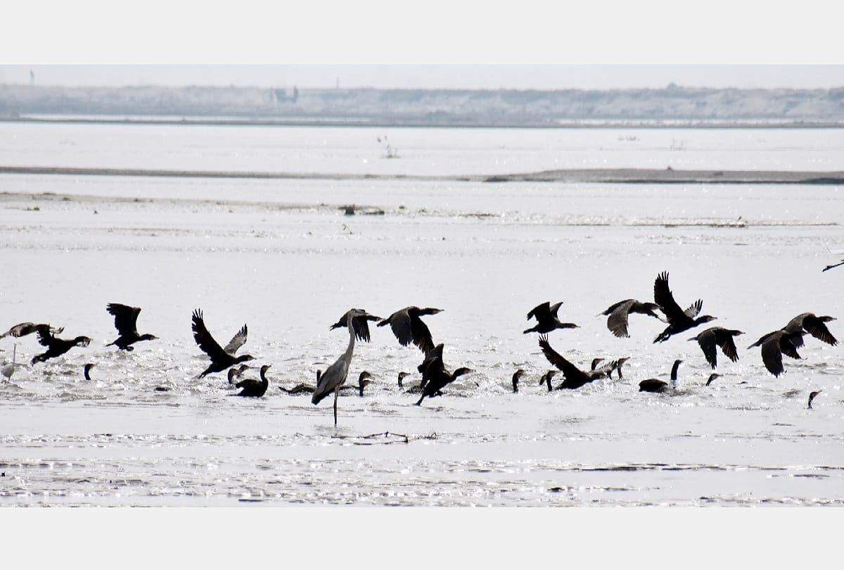 Hastinapur sanctuary meerut, foreign birds of euphoria came in ganga ghat home, see photos