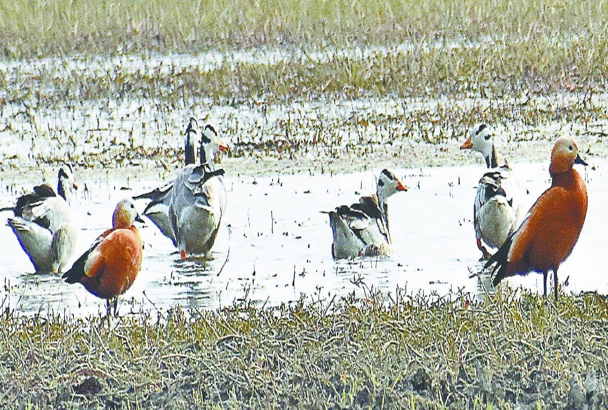 Hastinapur wildlife sanctuary welcoming guest birds, birds of twenty species arrived