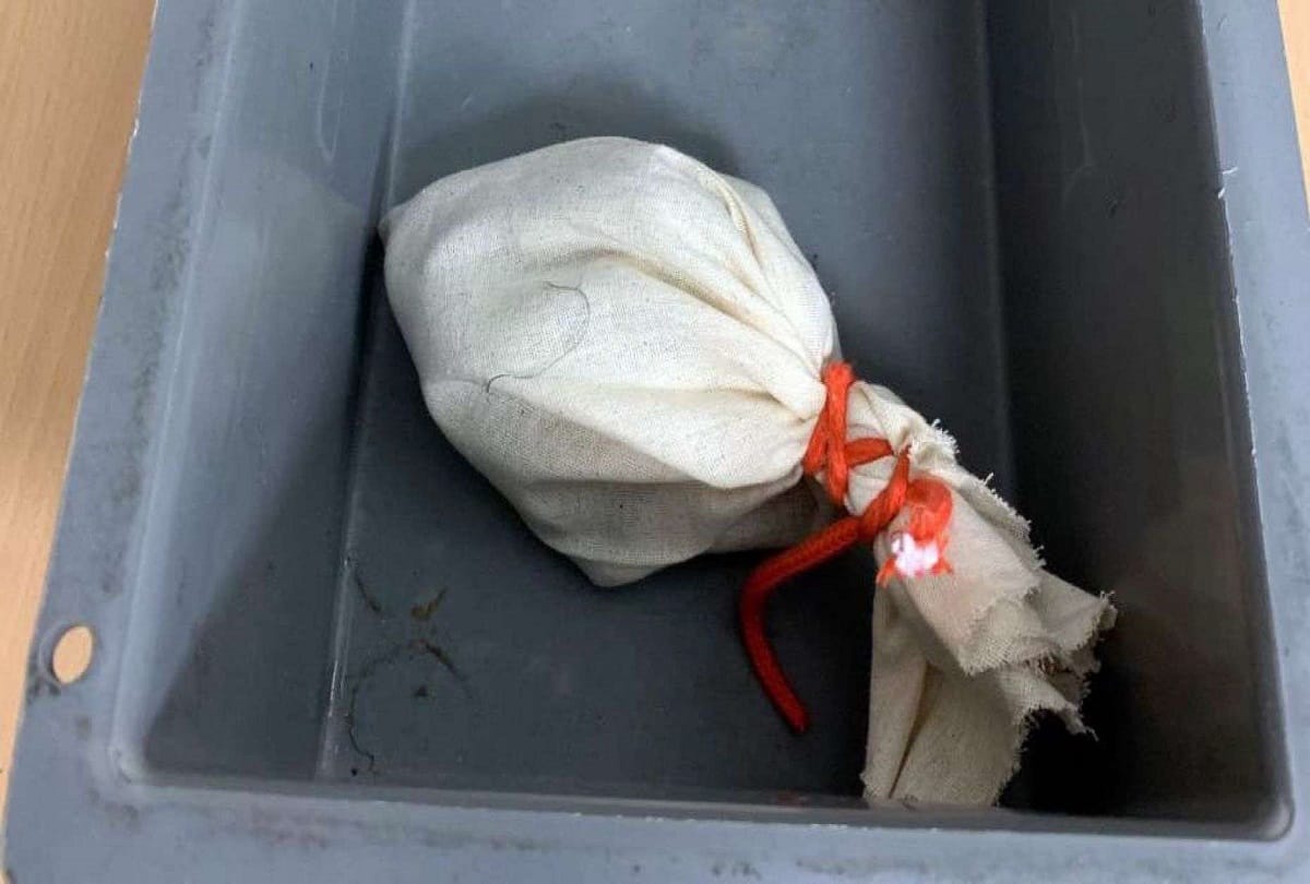 passenger caught travelling with smuggling live boa snake in pants onto flight