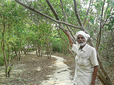 Hariyali bikher environment friend bane Mata Prasad