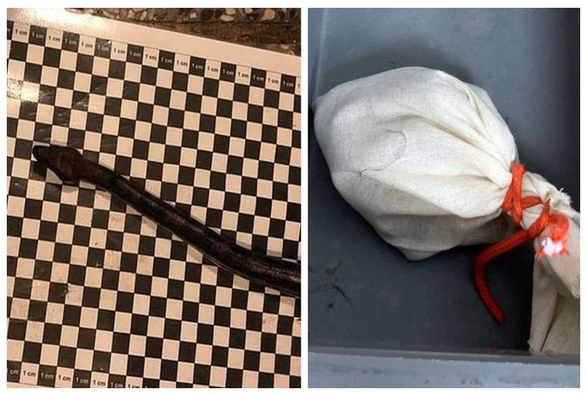 passenger caught travelling with smuggling live boa snake in pants onto flight