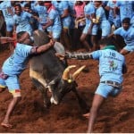 तमिलनाडु में जल्लीकट्टू