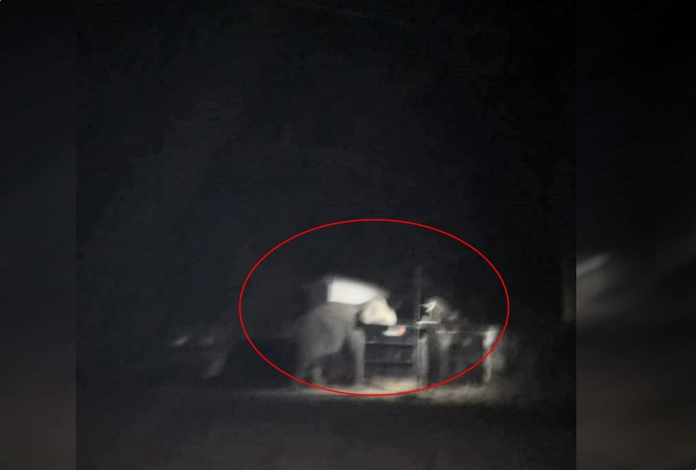 Giant Elephant reached in Police station campus haldwani  