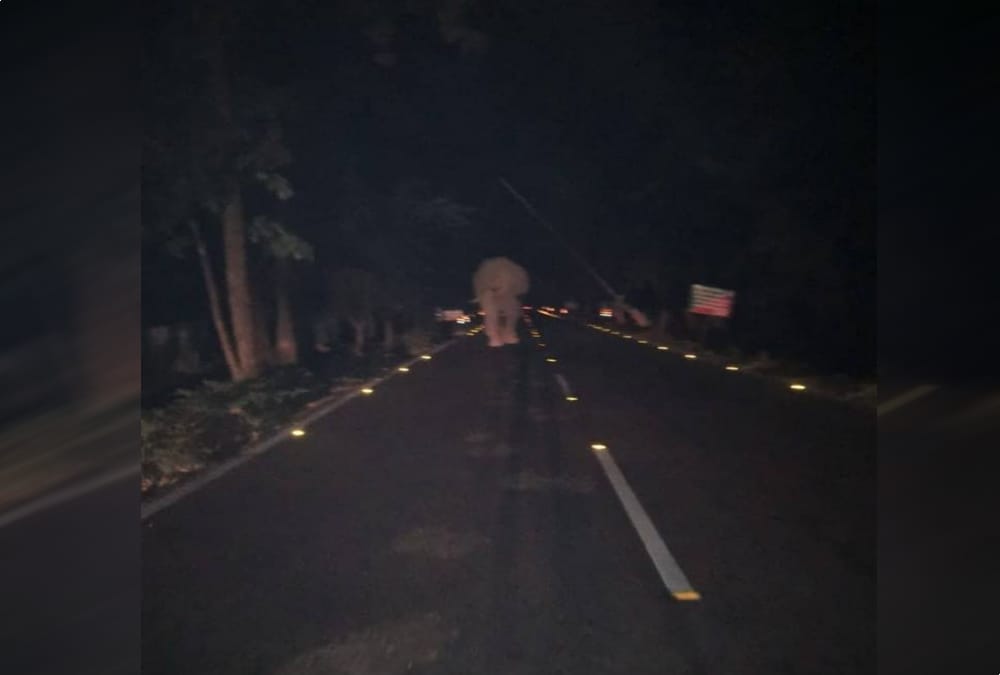 Giant Elephant reached in Police station campus haldwani  