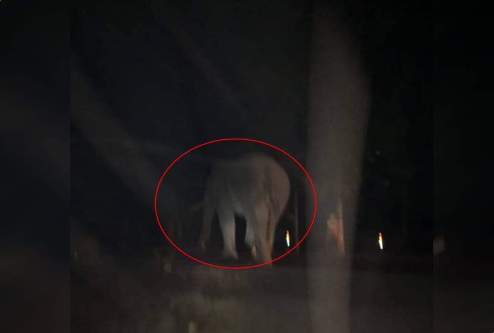 Giant Elephant reached in Police station campus haldwani  