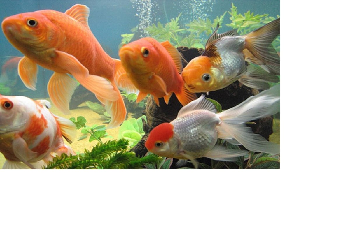 know what is the benefits of animal feeding according to astrology