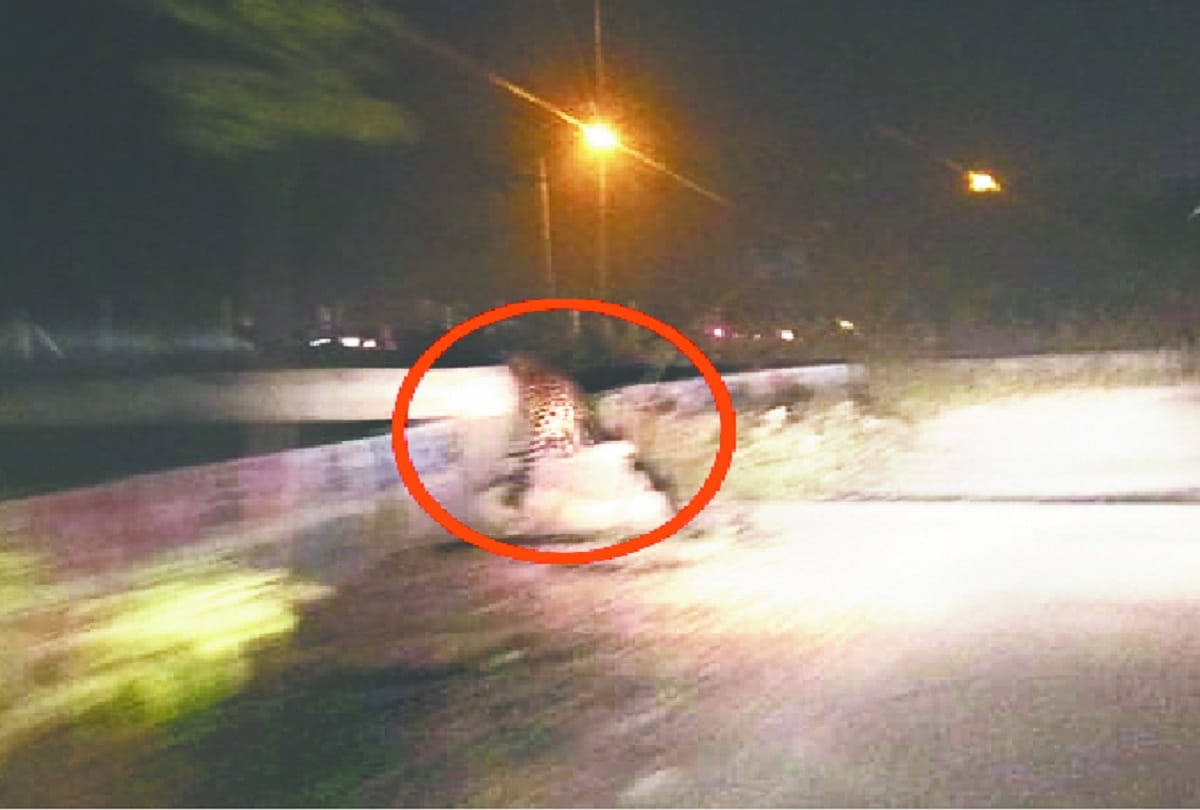 Greater noida West panic from fishing cat which looks like leopard