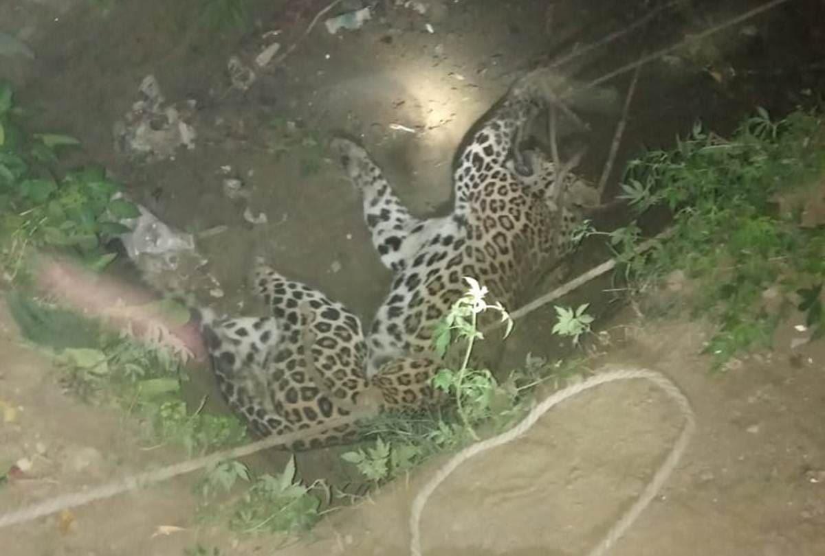 Leisure in the day, searching the leopard at night, forest department