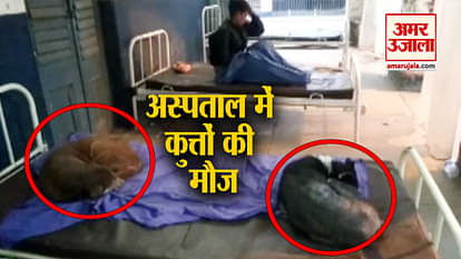 Stray dogs take advantage of slacking authorities, rest on govt hospital beds in Bihar