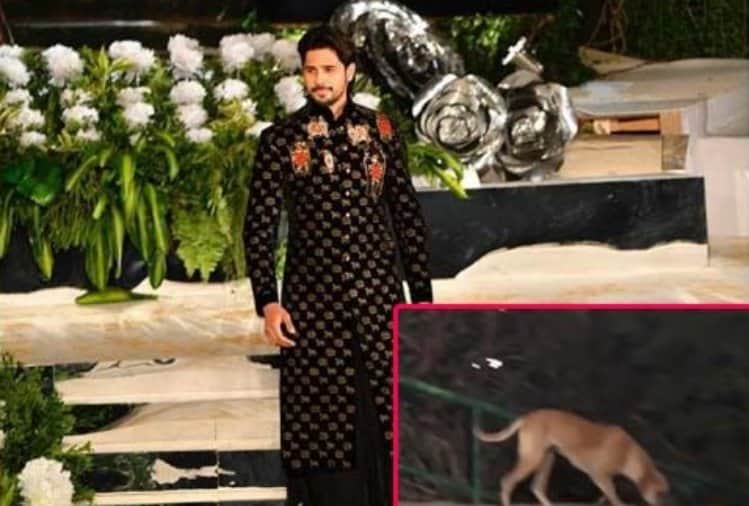 siddharth malhotra on rohit bal fashion show dog on ramp video viral