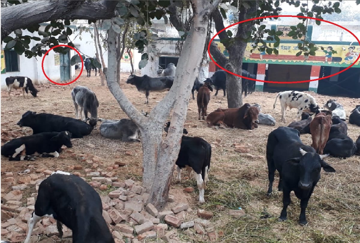 Baghpat, West UP government schools closed due to the cattle