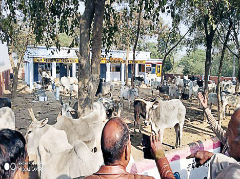 cattle closing in Akbarpur-Birbal village school