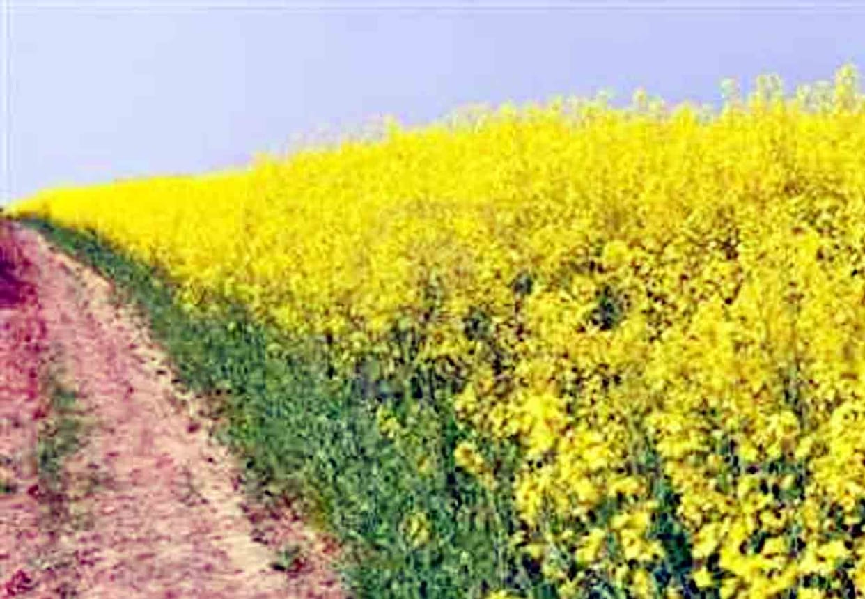 girl was misdeeded murdered and buried in field