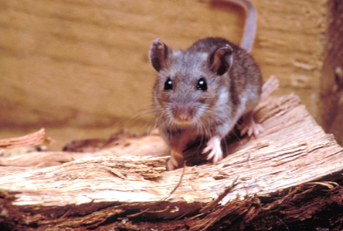 Woman caught with 24 gerbils strapped to her legs under her skirt in Taiwan