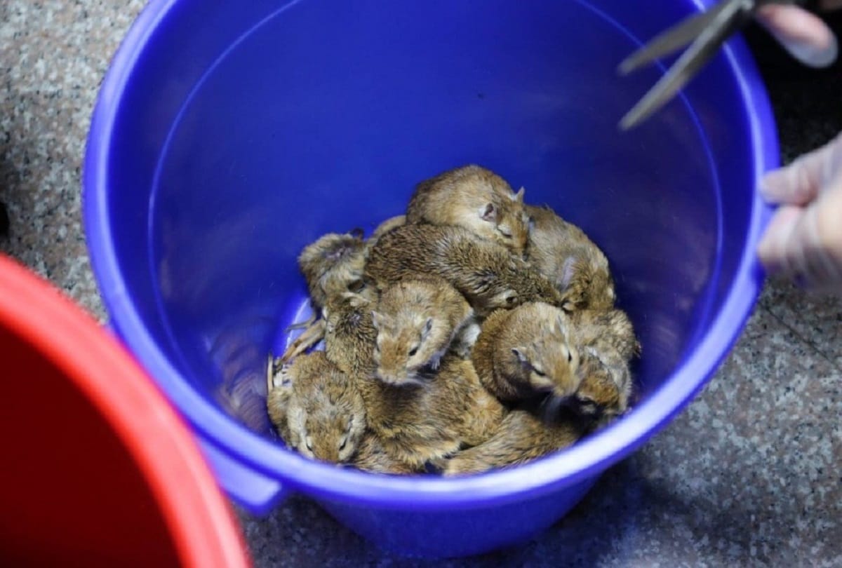 Woman caught with 24 gerbils strapped to her legs under her skirt in Taiwan
