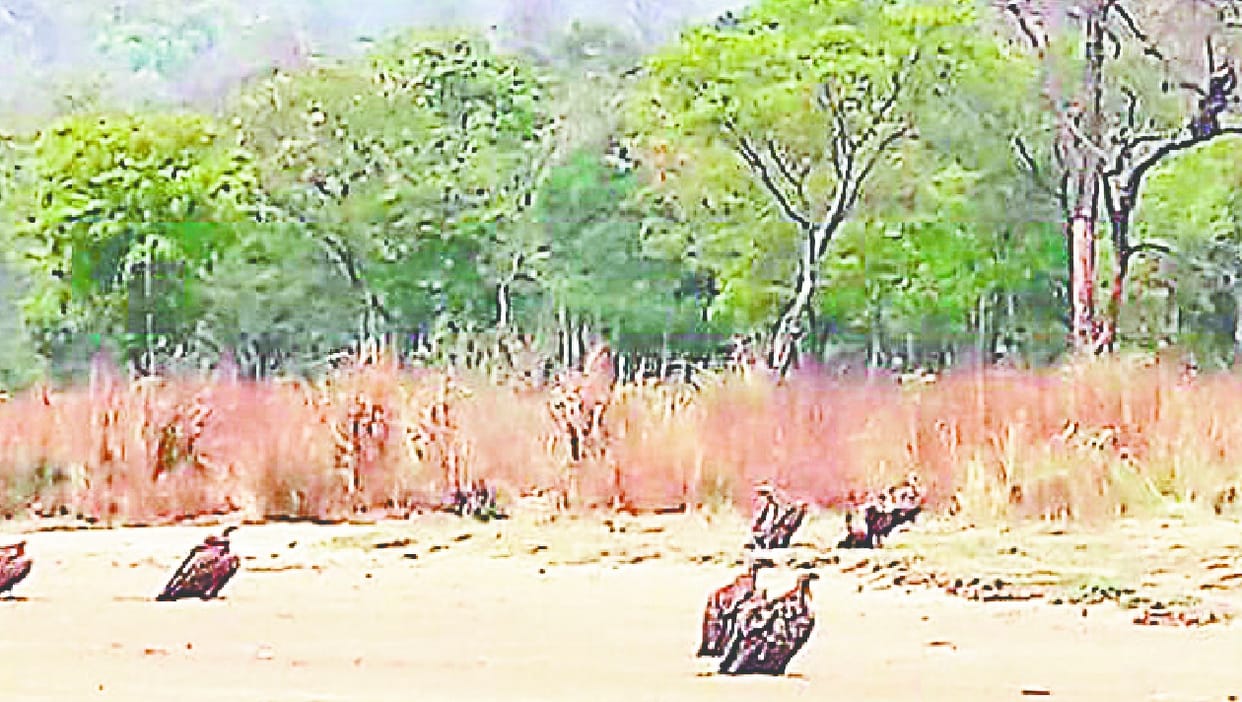 A bunch of vultures seen in Kalagad