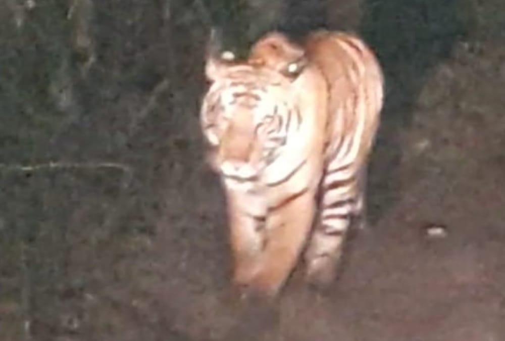 A tiger is on the road in bahraich.