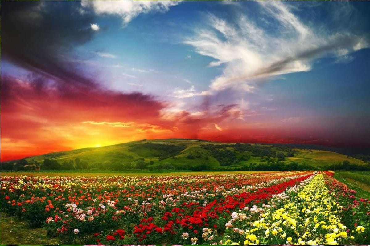 Know about the beautiful valley of flowers uttarakhand famous for its effective medicines