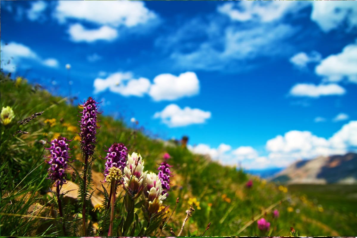 Know about the beautiful valley of flowers uttarakhand famous for its effective medicines