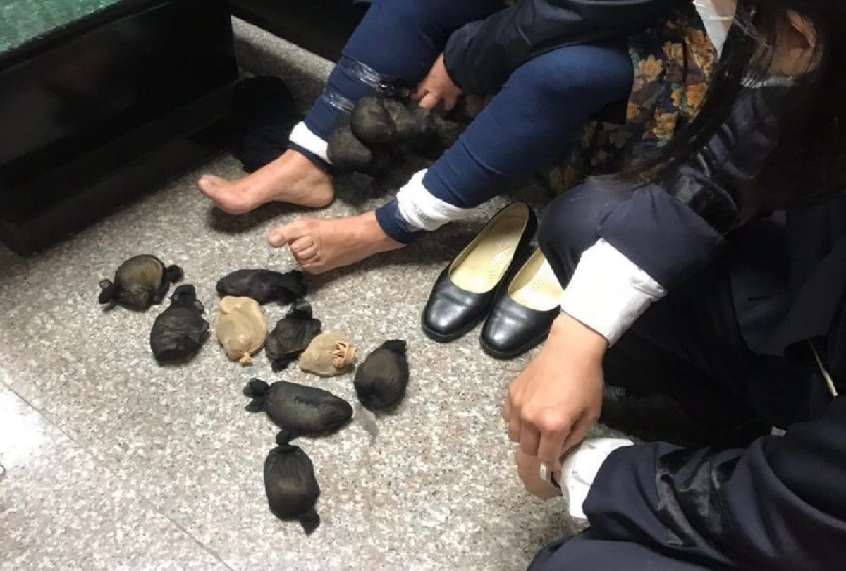 Woman caught with 24 gerbils strapped to her legs under her skirt in Taiwan