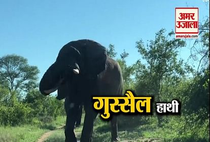 Wild elephant attacked on tourists during the jungle safari, video viral