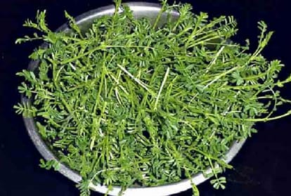 eating sag during winter your bp sugar will be  control