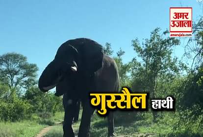 Wild elephant attacked on tourists during the jungle safari, video viral