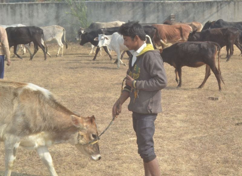 Livestock assistants hand drawn, animal vaccination affected