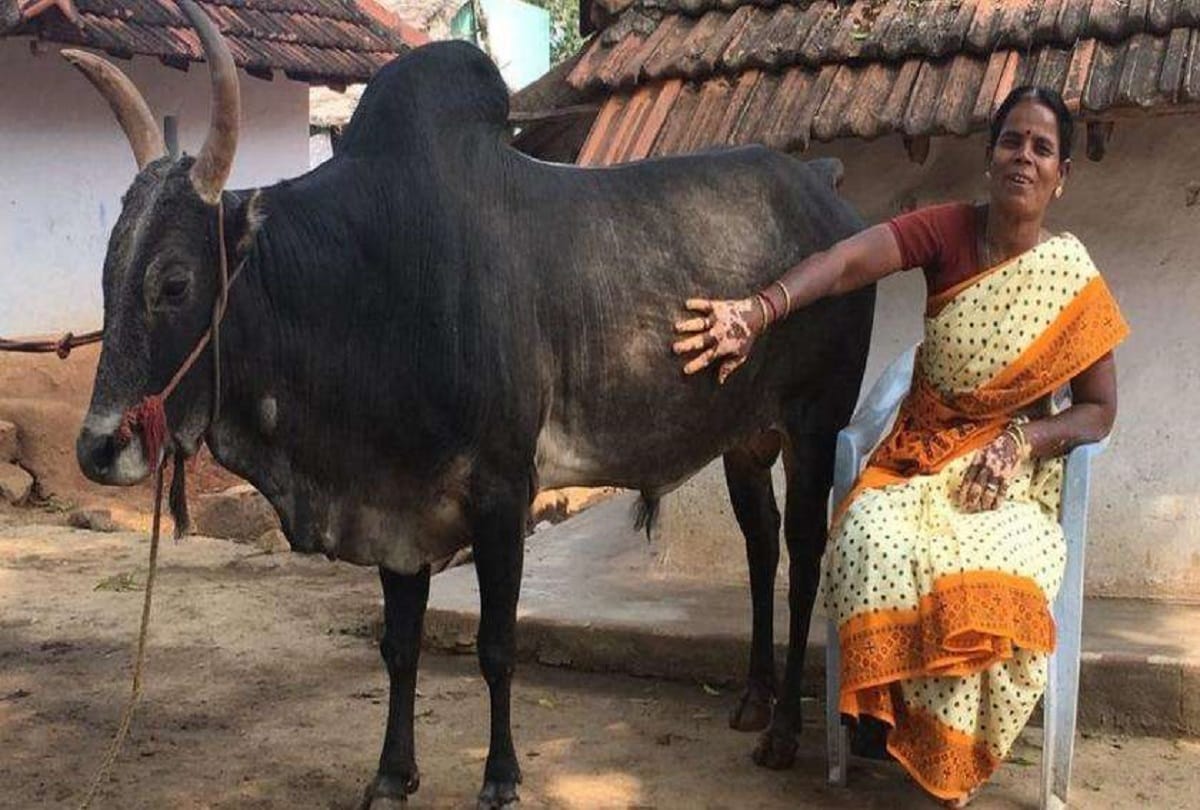 this woman did not marry for the bull in tamil nadu