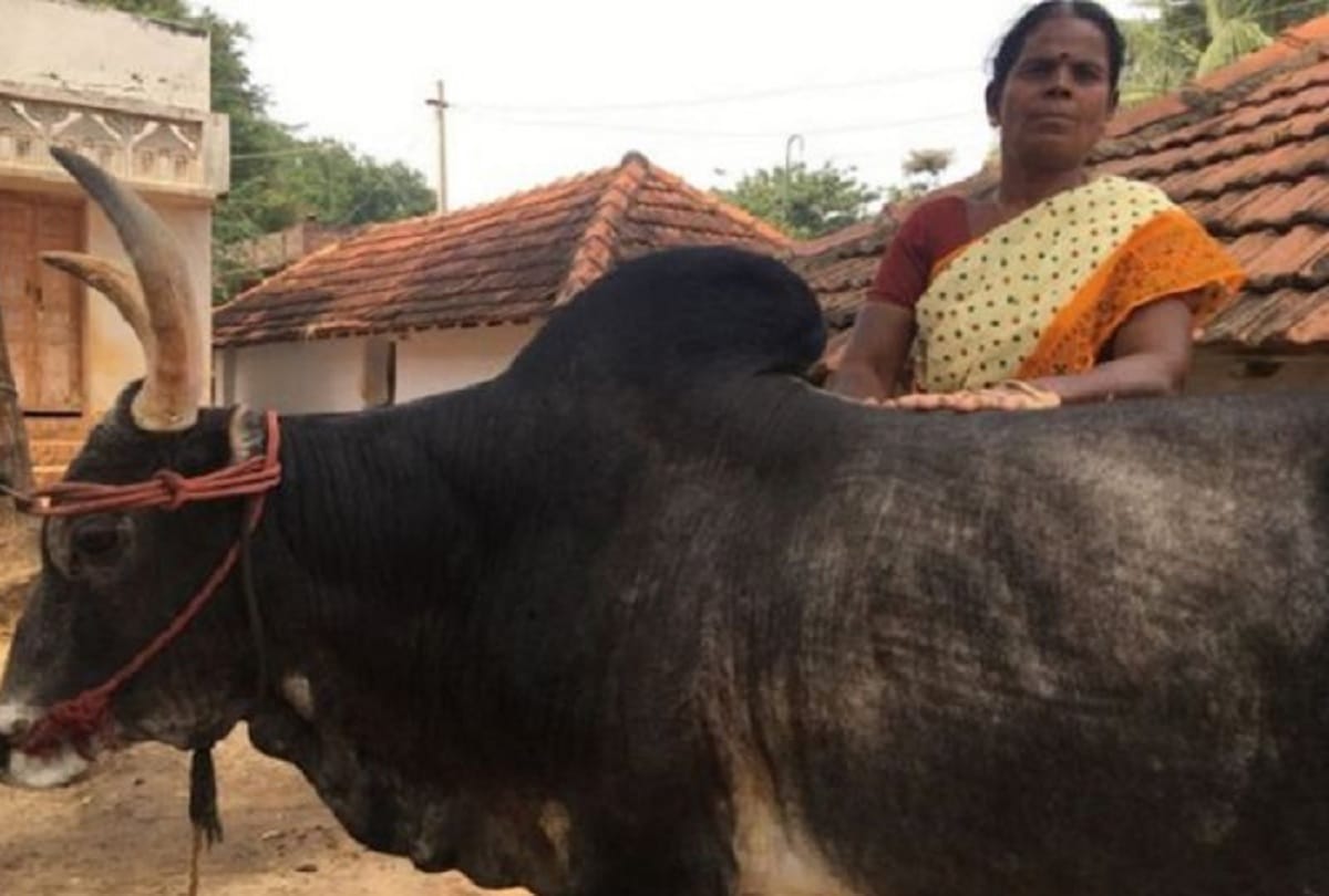 this woman did not marry for the bull in tamil nadu