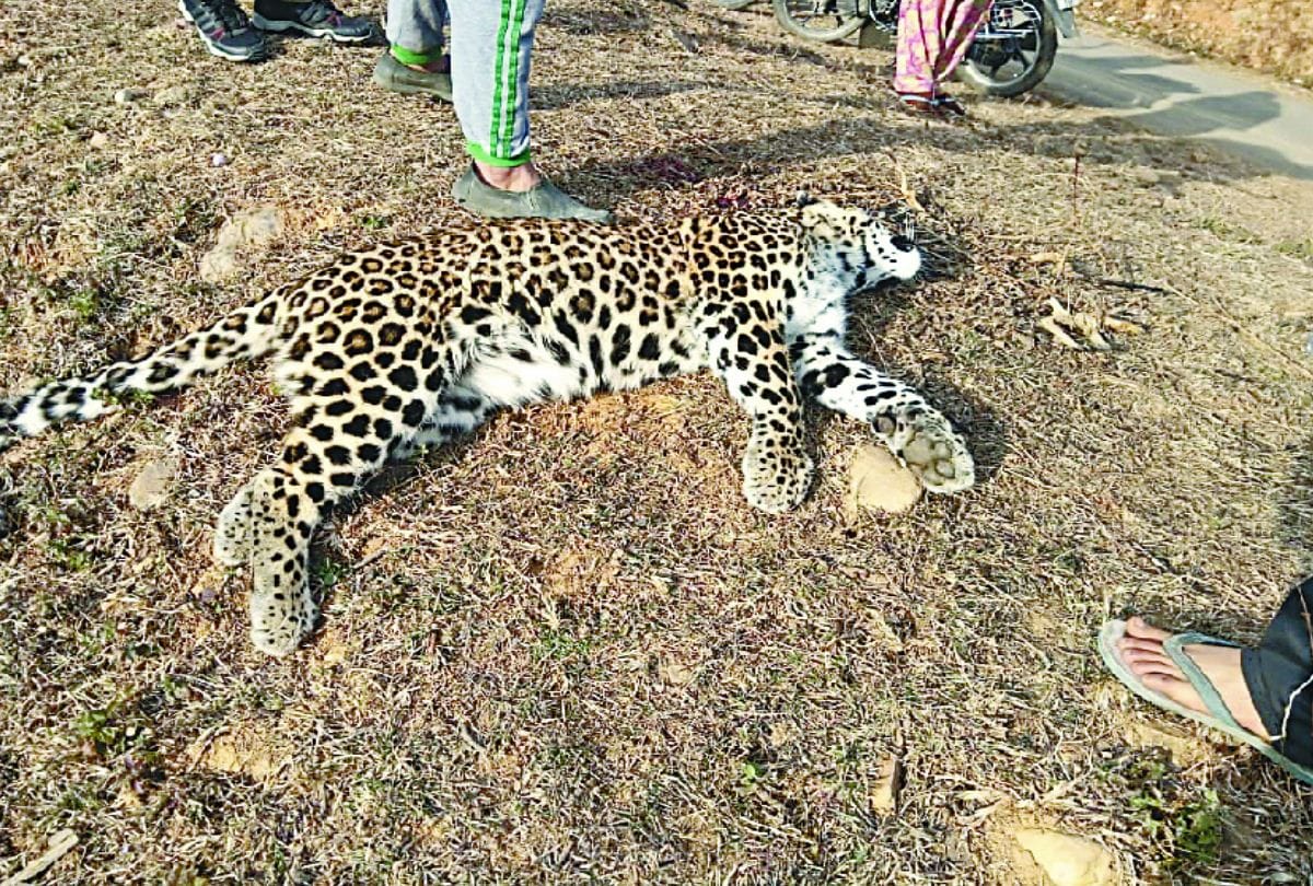 Suspecious death of Leopard in Maharajganj