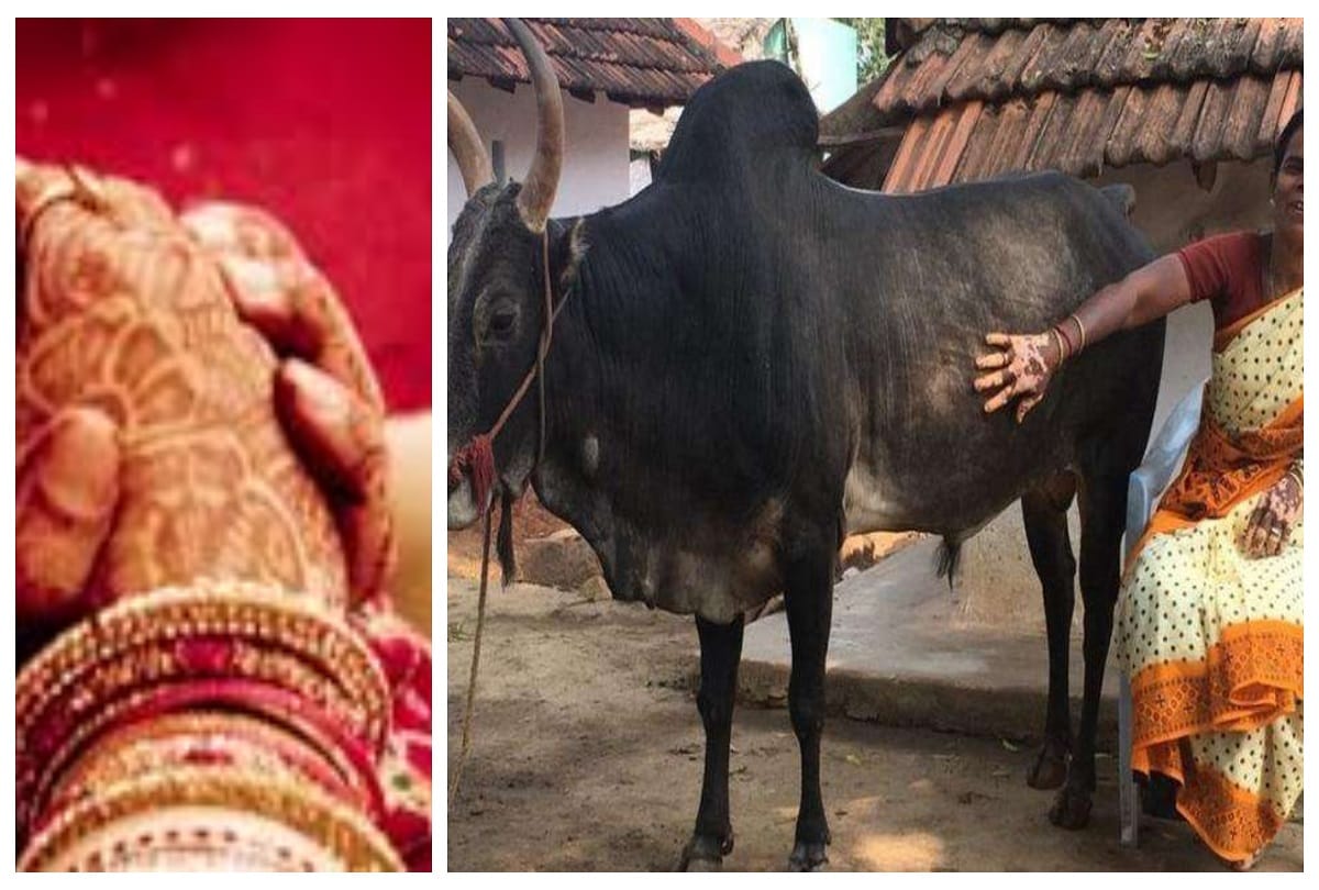 this woman did not marry for the bull in tamil nadu