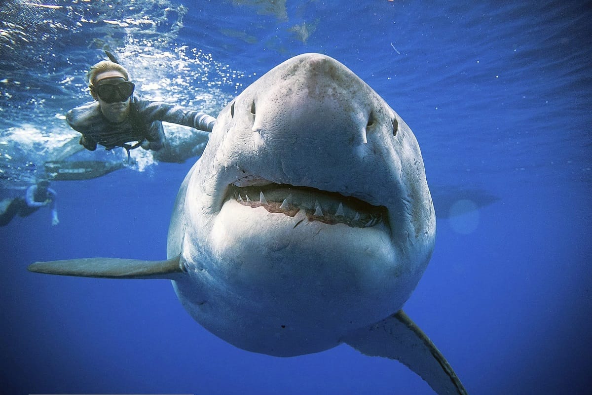 know reasons why do shark fishes attack humans