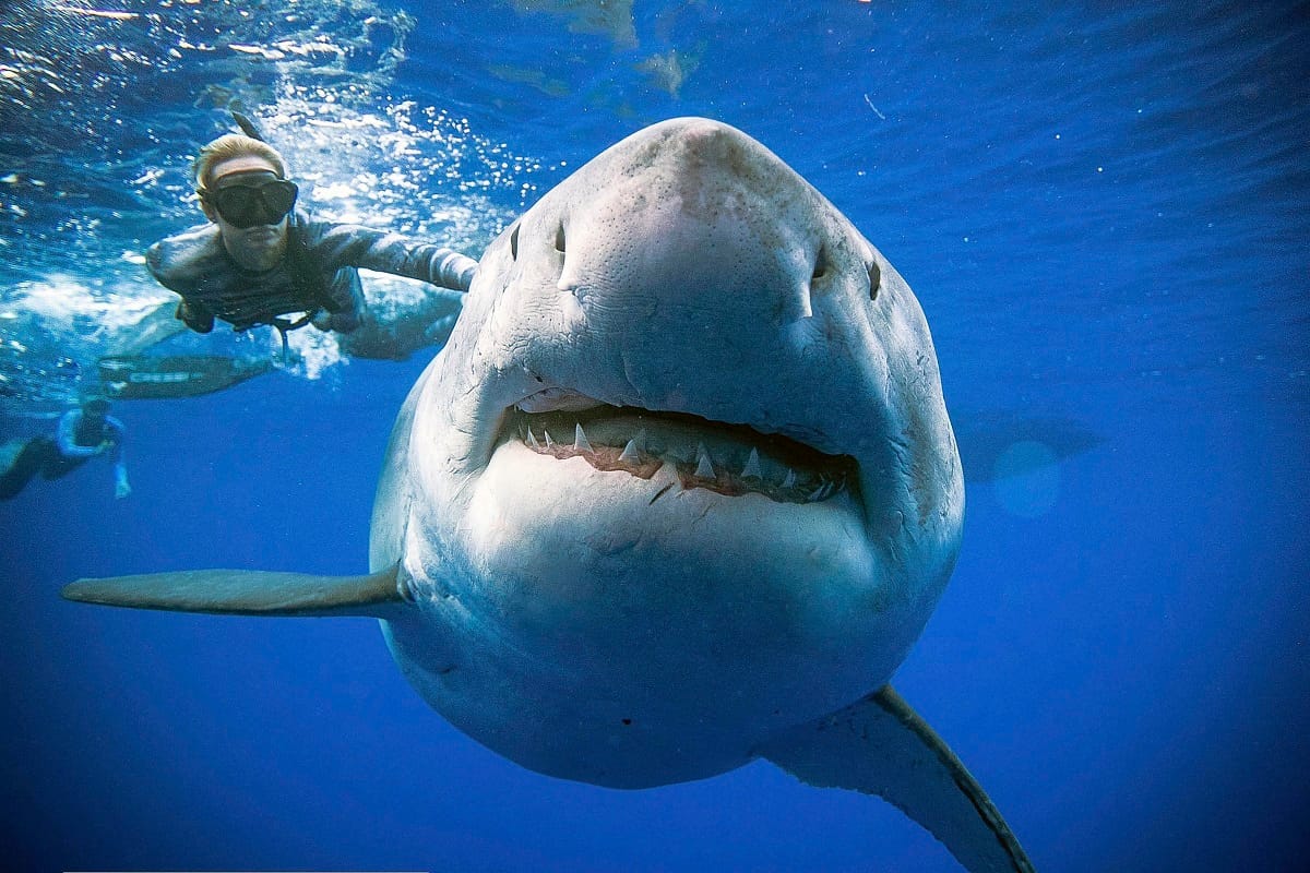 know reasons why do shark fishes attack humans