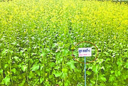 पूसा सरसो 31
