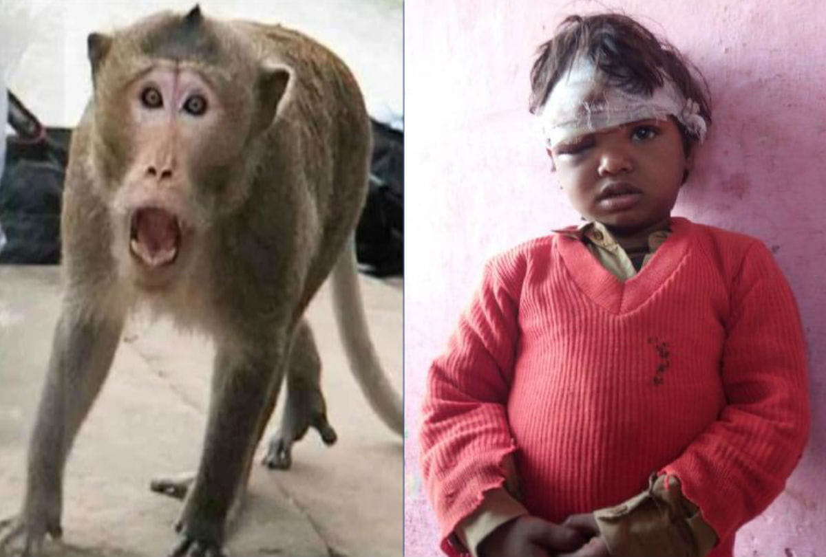 monkeys attacks five year old girl in agra