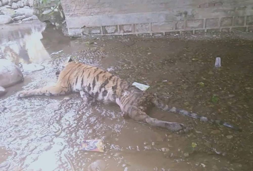 Tigress death in Mutual conflict Corbett Landscape ramnagar